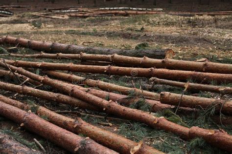 Deforestation Cutting Of The Forest Reduction Of Green In The Italian