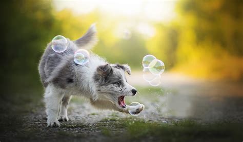 Dog Soap Bubbles Wallpapers High Quality Download Free