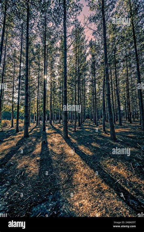 Pine Tree Plantation Hi Res Stock Photography And Images Alamy
