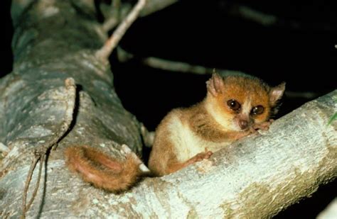 Madame Berthes Mouse Lemur Microcebus Berthae Or Berthes Mouse