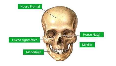 Huesos De La Cabeza Sistema Oseo Oseo Huesos De La Cabeza