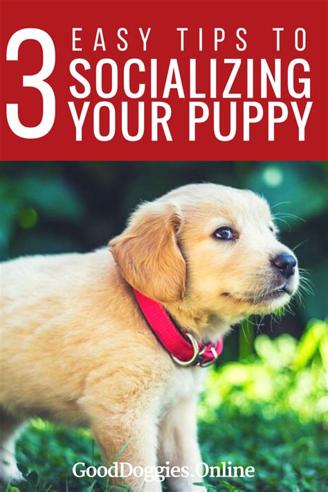 Socializing Your Puppy In The Right Way For Good Behavior Good