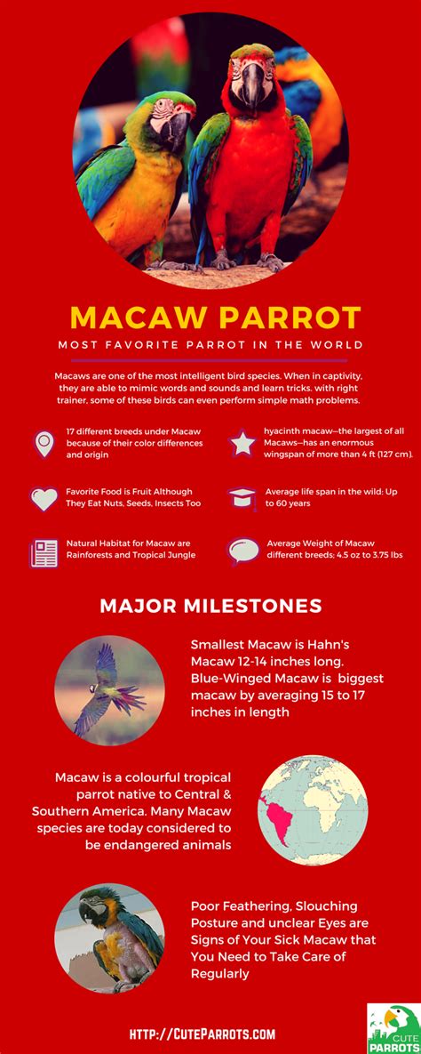 Macaws Are One Of The Most Intelligent Bird Species When In Capacity