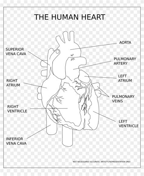 Human Heart Black And White Hd Png Download 684x800286659 Pngfind