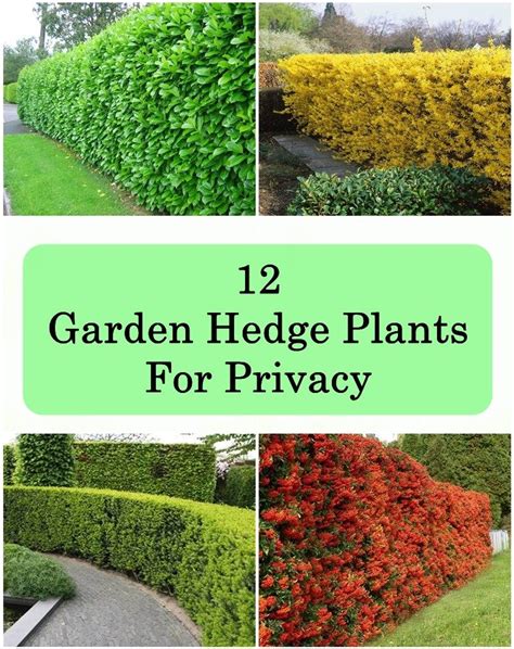 Hedges Provides Shelter Muffles Sound Divides The Garden Into Rooms