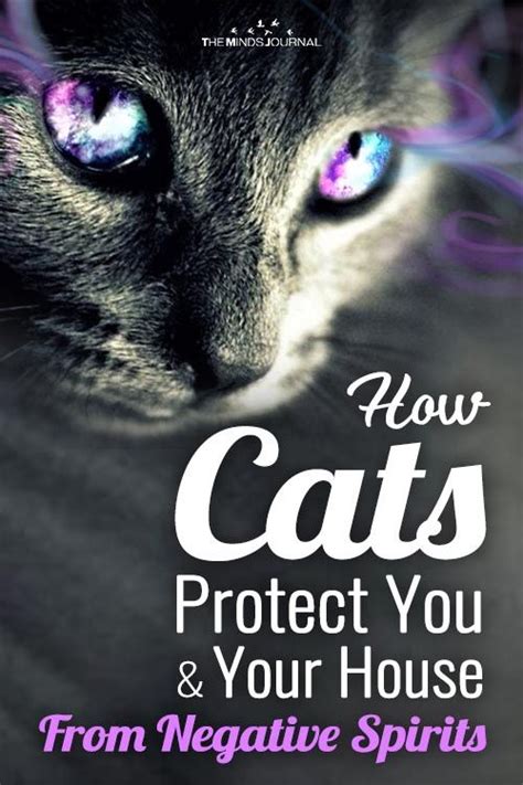 How Cats Protect You And Your House From Negative Spirits Cat Spirit