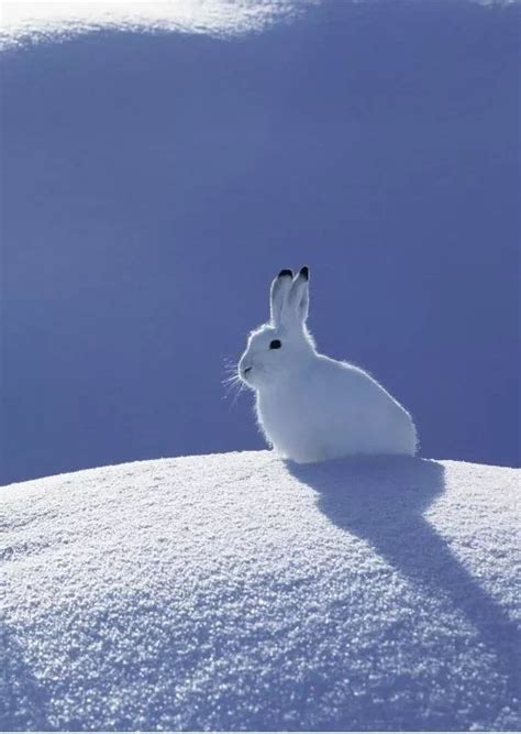Snowshoe Hare Or Arctic Hare Cute Wild Animals Snow Animals Cute