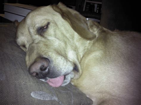 19 Dogs Sleeping In Totally Ridiculous Positions