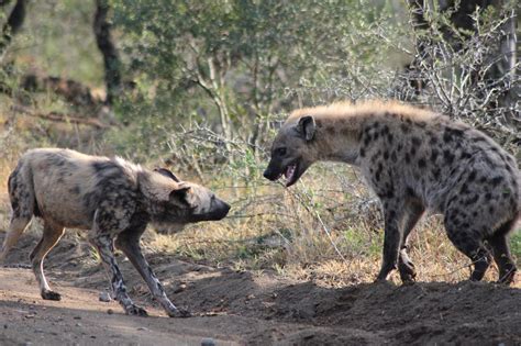Wild Dog Vs Hyena By Nick Evans Photo 14728551 500px