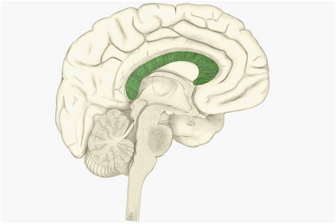 Corpus Callosum And Brain Function
