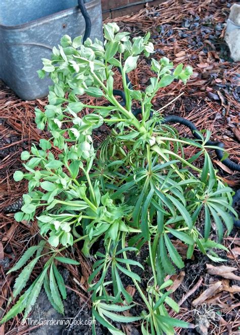 Growing Hellebores - Lenten Rose - How to Grow Helleborus
