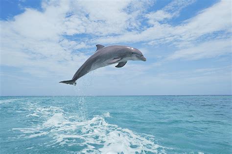 Bottlenose Dolphin Jumping Photograph By Martin Ruegner Fine Art America