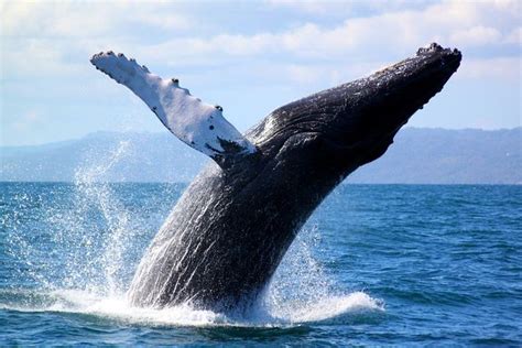 Full Day Samana Whales Watching Season By Bus 2023 Dominican Republic