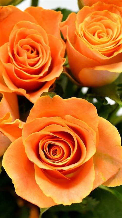 Orange Rose Wallpapers Wallpaper Cave