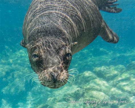 Galapagos Sea Lion Underwater Shetzers Photography