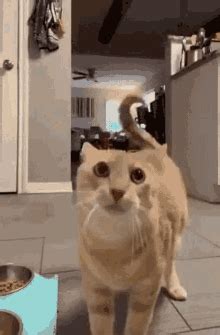 Departure Meme GIF Departure Meme Startled Cat Discover Share GIFs