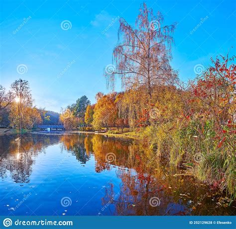 The Riverside Park With Yellow Autumn Plants Stock Photo Image Of