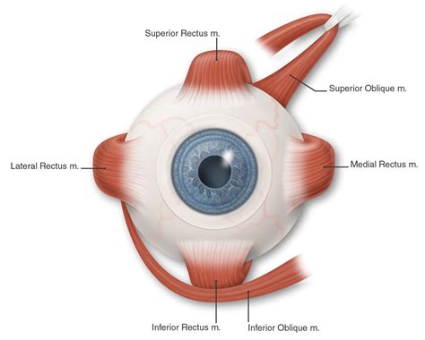 Eye Muscles Color Labeled American Academy Of