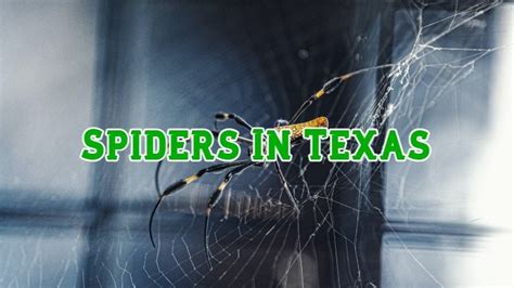 60 Common Spiders In Texas Pictures And Identification