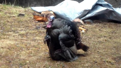 Mating Dance Of Wild Turkeys Youtube