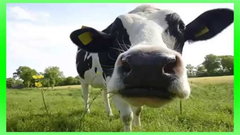 Efeito Sonoro De Mugido De Vaca Sound Effect Of Cows Mooing गाय के