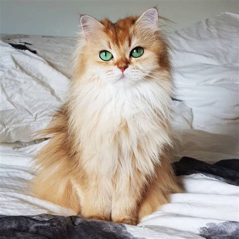 Meet Smoothie The Most Photogenic Cat In The World Whos Too Purrfect