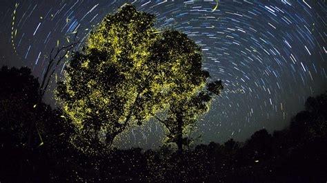 Fireflies India Bing Wallpaper Download