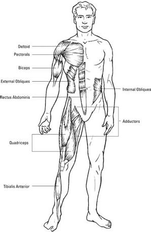 The rectus abdominis is the visible abdominal muscle in the front and is the least important (yes you read it right) of all the muscles. Golf Fitness Academy - Kelly Blackburn.com - Golf Fitness