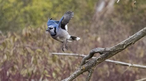 Blue Jay In Flight Archives Small Sensor Photography By Thomas Stirr
