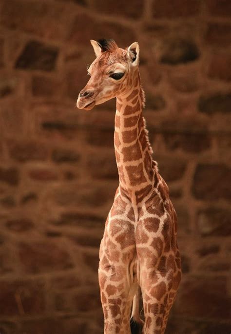 Baby Giraffe Tries Out His New Very Long Legs Zooborns