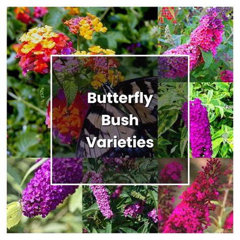 How To Grow Butterfly Bush Varieties Plant Care And Tips Norwichgardener