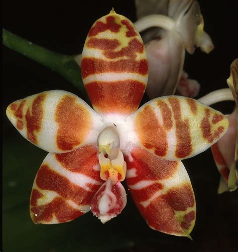 Rare Orchids Rare Orchid Species Young Plant Phalaenopsis Amboinensis