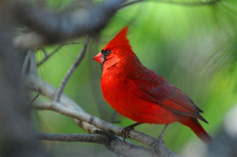Cardinal Photo Et Image Animaux Animaux Sauvages Oiseaux Images