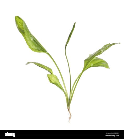 Broadleaf Plantain On White Background Medicinal Herb Stock Photo Alamy