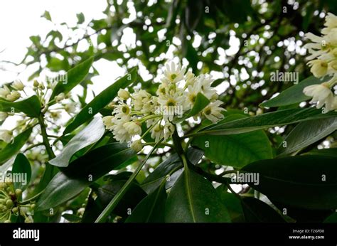Cinnamon Tree High Resolution Stock Photography And Images Alamy