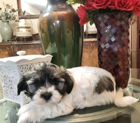 Havanese Puppies For Sale Tacoma Wa 324561 Petzlover
