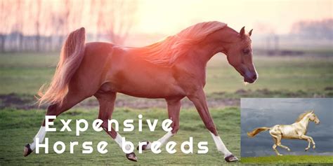 Everything You Need To Know About The Most Expensive Horse Breed In The