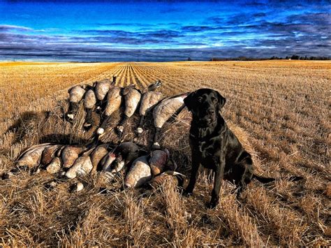 Manitoba Waterfowl Hunting Guided Duck Hunts