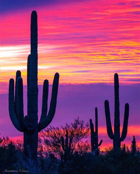 Pin By Mee Lee On Tucson Arizona Arizona Sunset Desert Painting