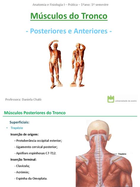Musculos Do Tronco Pdf Coluna Vertebral Sistema Esquelético