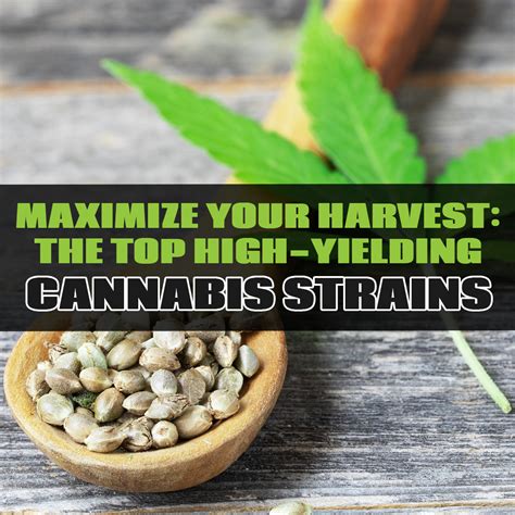 Maximize Your Harvest The Top High Yielding Cannabis Strains Growing