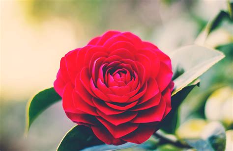 Image Libre Rose Fleur Rouge Nature Jardin