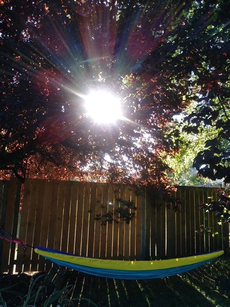 The Sun Shines Brightly Through The Trees Above A Hammock In A Backyard
