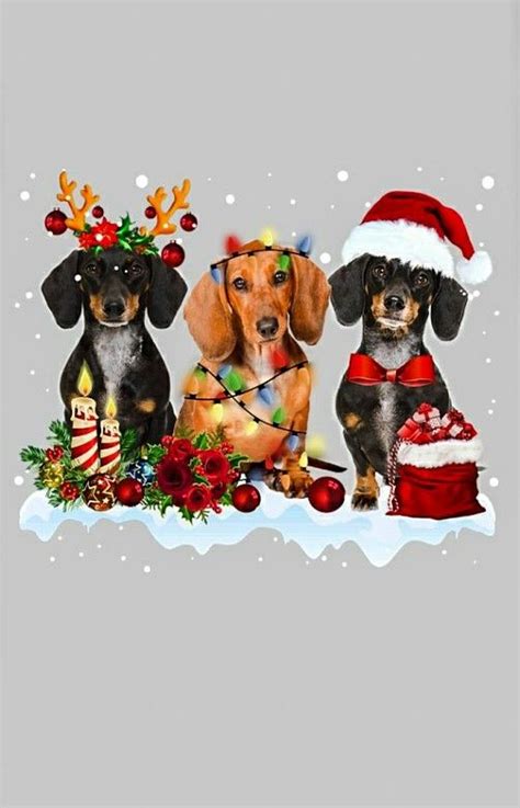 Pin By Yvonne Batten On Dachshunds Christmas New Year 3 Christmas