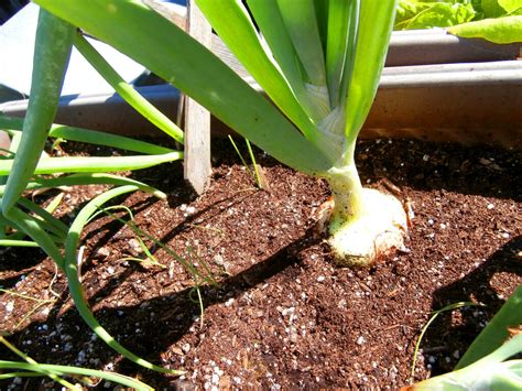 Growing Onions From Seed Dreamley