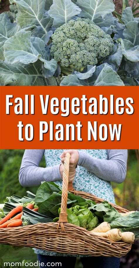 13 Frost Tolerant Vegetables Fall Vegetables To Plant Now Mom Foodie