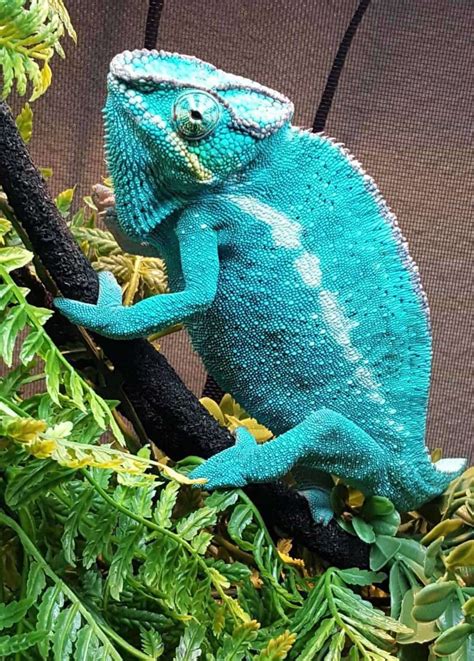Nosy Be Panther Chameleon For Sale Exotic Reptiles For Sale