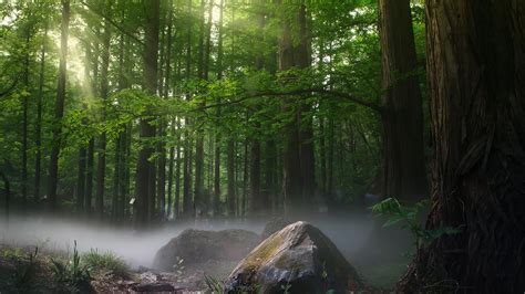 Sunbeams Forest Daylight Covered By Trees 4k Trees Wallpapers Sunbeam