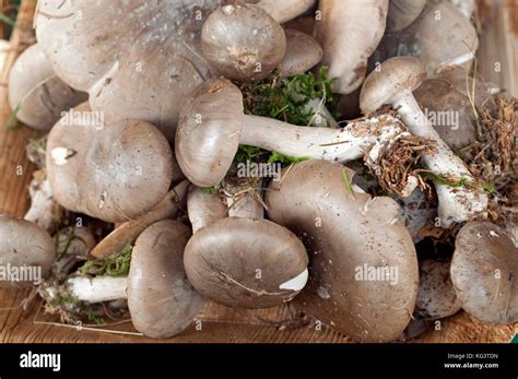 Italy Mushrooms Clitocybe Nebularis Stock Photo Alamy