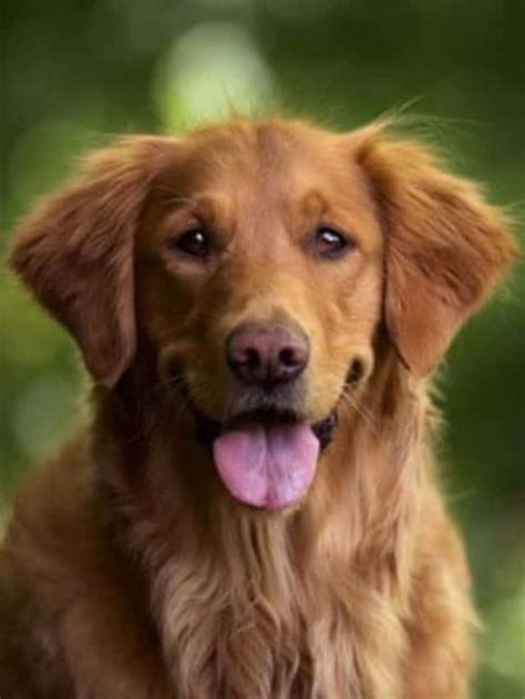 Conheça A Raça Golden Retriever Portal Do Dog Para Quem Ama Cachorros